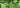 close up of green leaves