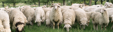 A group of sheep stand in a grassy field eating grass. The sheep in the middle of the frame looks directly at the camera