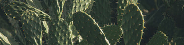 A close up of nopal cactus plants
