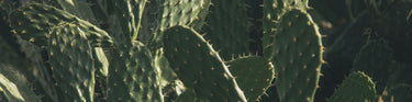 A close up of several cacti growing in a field 