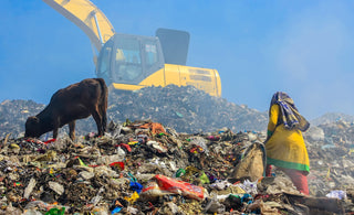A woman and a cow scavenging the trash landfills 
