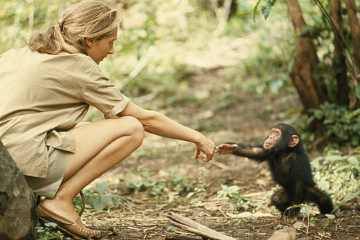 A picture of the Photographer Mrs. goodall holding a baby monkey's hand