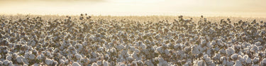 A cotton field photographed at sunrise, with cotton bolls visible and backlit on all plants 