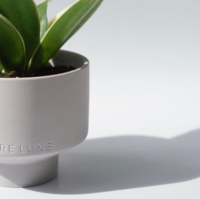 A plant grows from a ceramic Verre Lune candle vessel 